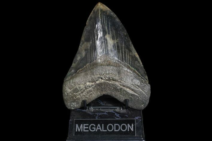 Serrated, Megalodon Tooth - Mottled Coloration #69757